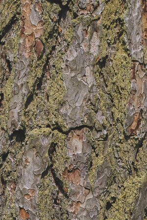 The texture of the bark of an old tree with green moss. vertical view. background from tree barkの写真素材