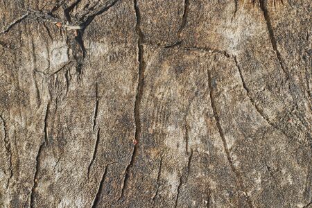 slice from a fir treeTree trunk slice background. wood stump background texture. Texture for design. Copy space.の写真素材