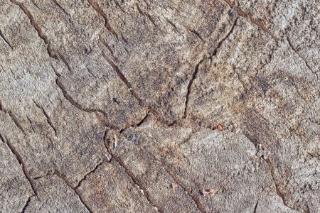 slice from a fir treeTree trunk slice background. wood stump background texture. Texture for design. Copy space.の写真素材