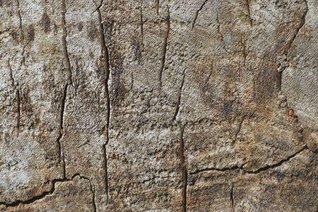 slice from a fir treeTree trunk slice background. wood stump background texture. Texture for design. Copy space.の写真素材