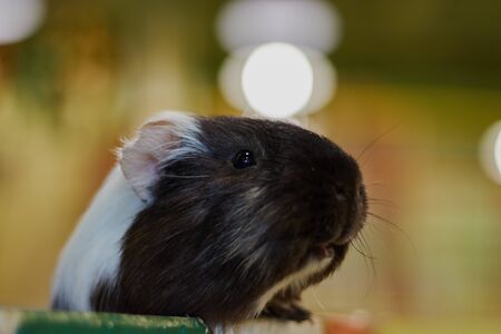Close-up Head Guinea pig with White nose on isolated black background with reflectionの写真素材