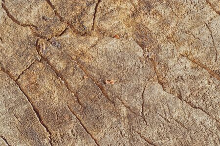 Tree trunk slice background. wood stump background texture. Texture for design. Copy space. deforestation.の写真素材