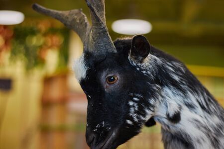 Close-up of a beautiful goat, farm animal with black fur. animal in the zoo.の写真素材
