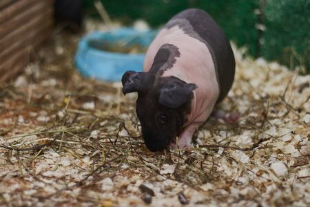 A bald, spotted guinea pig in a contact zoo. Animal breeding farm. animals in a cage.の写真素材