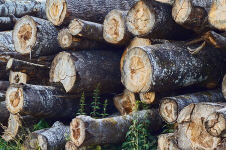 Closeup of felled and stacked tree trunks with a cut edge to the viewer. deforestation. enviroment protection.の写真素材