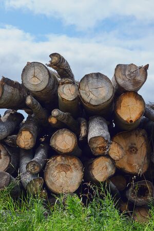 Closeup of felled and stacked tree trunks with a cut edge to the viewer. deforestation. enviroment protection.の写真素材