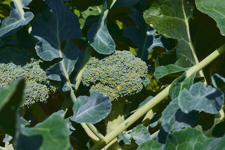 Broccoli with healthy aspect ready to be cutの写真素材