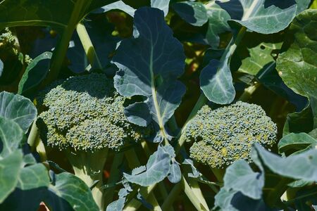 Broccoli with healthy aspect ready to be cutの写真素材