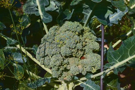 Broccoli with healthy aspect ready to be cutの写真素材