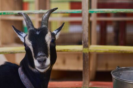 close up of a beautiful ram, or goat, farm animal with brown furの写真素材