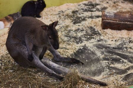 tortured little kangaroo in a contact zoo. animal mockery. animalの写真素材