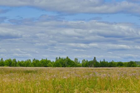 Russian nature. field overlooking the forest. landscape of russianの写真素材