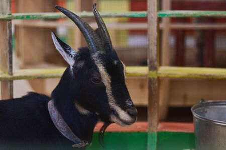 close up of a beautiful ram, or goat, farm animal with brown furの写真素材