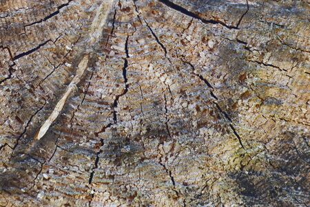 slice from a fir treeTree trunk slice background. wood stump background texture. Texture for design. Copy space.の写真素材