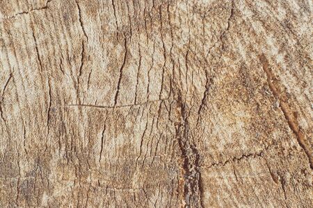 slice from a fir treeTree trunk slice background. wood stump background texture. Texture for design. Copy space.の写真素材