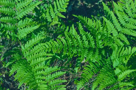 Green fresh leaves of ostrich fern or fiddlehead fern or shuttlecock fern Matteuccia struthiopterisの写真素材