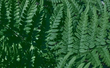 Green fresh leaves of ostrich fern or fiddlehead fern or shuttlecock fern Matteuccia struthiopterisの写真素材