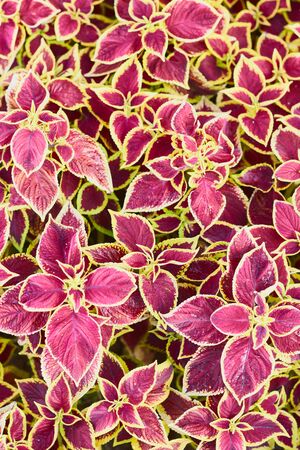 Decorative floral background of Coleus Painted Nettle plant - latin: Solenostemon scutellarioidesの写真素材