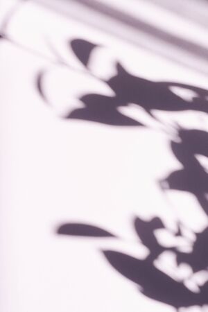 Tree leaves shadow on wall background, Abstract Background Cement Wall Shadow Light Concept