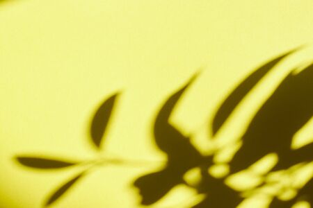 Tree leaves shadow on wall background, Abstract Background Cement Wall Shadow Light Concept, shadow effectsの写真素材