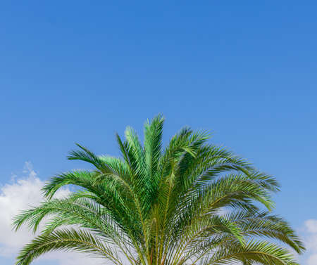 palm tree on a background of blue sky, the concept of rest and vacation in warm trap countries.の写真素材