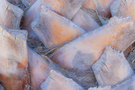 Top detail of palm tree background texture pattern trunk. palm stem background. tropical tree texture.の写真素材