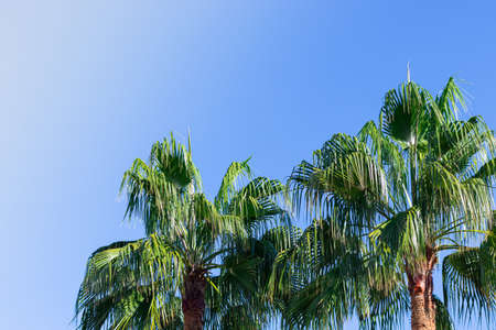 group of palm trees against the blue sky in clear weather. copy space. vacation concept, sea, travel, tropics. background with palms.の写真素材