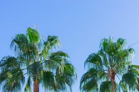 group of palm trees against the blue sky in clear weather. copy space. vacation concept, sea, travel, tropics. background with palms.の写真素材