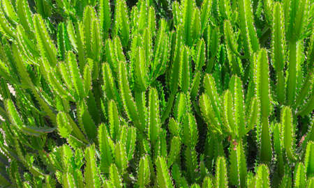 green cacti close up. green background of cacti in clear weather. tropical cactus.の写真素材