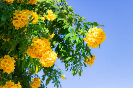 The colorful yellow lantana camara blooms in the garden in clear weather in a wooden flower bed. concentration of floristry. growing flowers.の写真素材