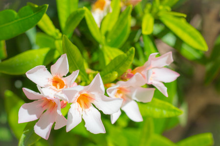 Blooming Mandevilla laxa in clear weather, commonly known as Chilean jasmine. Jasmine blooms with...