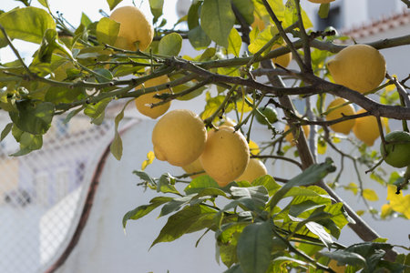 Yellow citrus lemon fruit and green leaves in the garden in clear weather. Citrus lemon growing on a tree branch, close-up. Ornamental indoor plant citrus lemon.の写真素材
