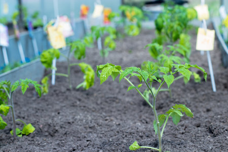 Close-up of transplanted tomato seedlings on a watered bed. planting vegetables on a farm. Gardening, agronomy, farming, organic gardening and the concept of growth.の写真素材