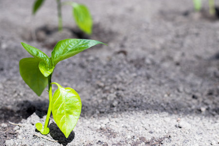Close-up of transplanted tomato seedlings on a watered bed. planting vegetables on a farm. Gardening, agronomy, farming, organic gardening and the concept of growth.の写真素材