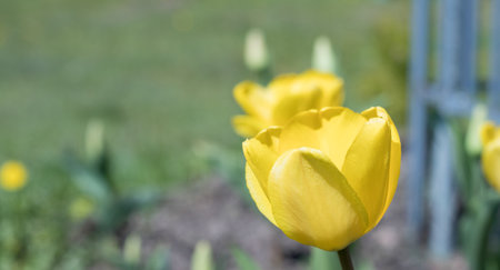 Yellow tulips close-up in the garden. Beautiful yellow flowers.の写真素材