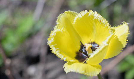 Yellow tulips close-up in the garden. Beautiful yellow flowers.の写真素材