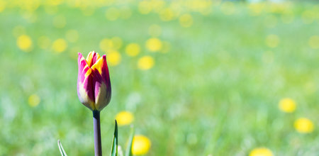 Tulip in the garden close-up on a sunny day, floristics.の写真素材