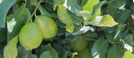 Green limes on a tree close-up. Lime is a hybrid citrus fruit. Llamas are an excellent source of vitamin C. citrus tree.の写真素材