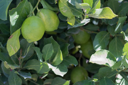 Green limes on a tree close-up. Lime is a hybrid citrus fruit. Llamas are an excellent source of vitamin C. citrus tree.の写真素材