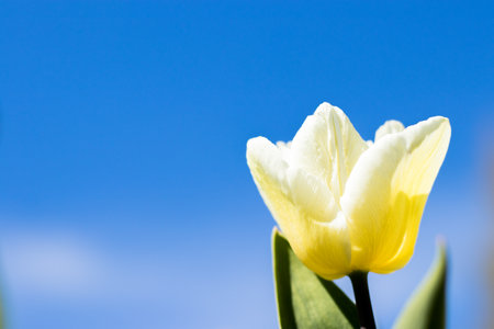 Yellow tulips close-up in the garden. Beautiful yellow flowers.の写真素材