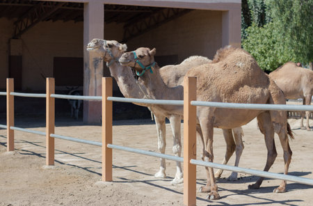 A camel in a pen in clear weather. zoo with wild animals. the face of a camel.の写真素材