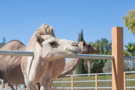 A camel in a pen in clear weather. zoo with wild animals. the face of a camel.の写真素材