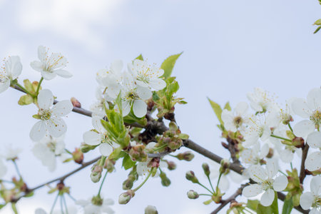 Spring background of flowers. Beautiful spring flowering trees and sunny. Sunny day. Spring flowers. Spring. Flowering fruits. Flowering tree. Cover Photo.の写真素材