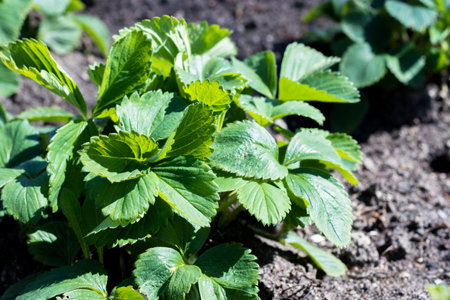 Strawberry plants and seedlings on the soil. Concept Gardening and agriculture. plant close-up.の写真素材