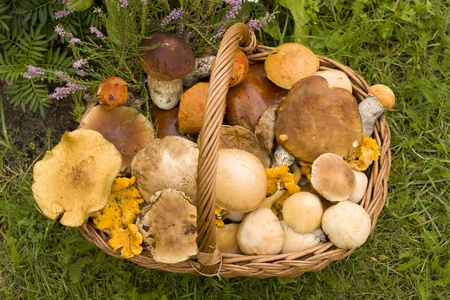 Top view of a basket full of mushroomsの写真素材
