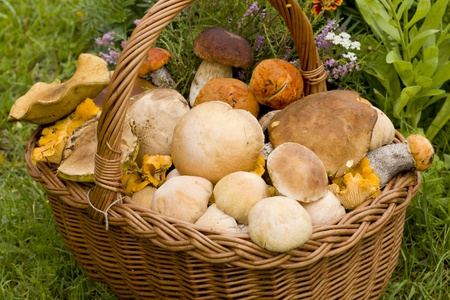 a lot of different edible mushroomsの写真素材