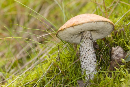 morning shoot of a single mushroomの写真素材