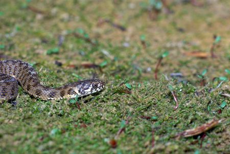 Grass snake