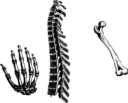 Human Bones