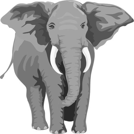 Elephantの写真素材